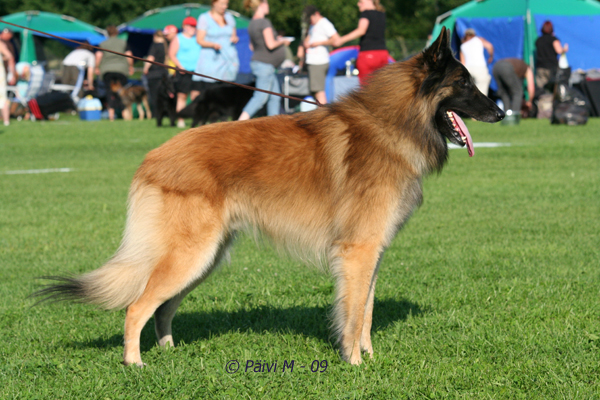 IMG_6099 JimB.jpg - Working class males 1. exc, BOS working class dog Cäsarborg's Foxy JimB / Cäsarborg's Foxy JimB ERI1 käy, VSP-käy